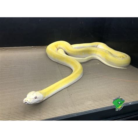 Image result for Golden Child Retic Python