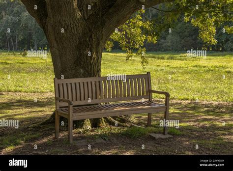 Toradh íomhá ar Bench Under Tree Round