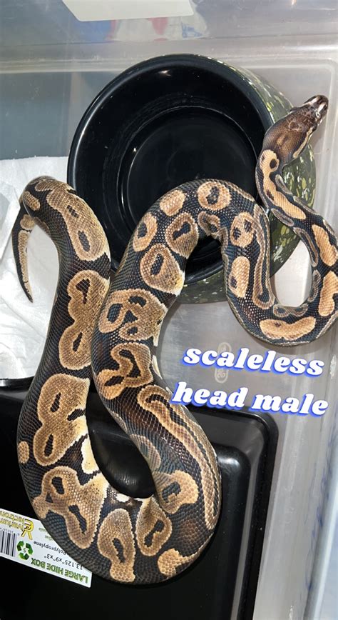 Afbeeldingsresultaten voor Ball Python Small Head