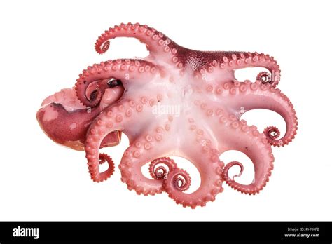 Image result for Small Octopus