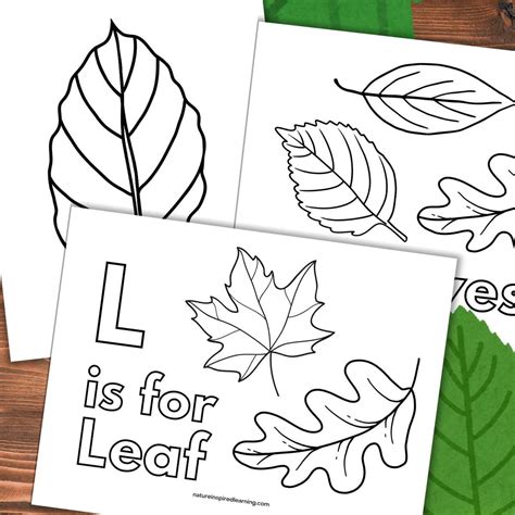 Fall Tree Coloring Pages Printable 的图像结果
