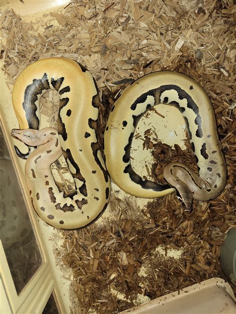 Fire Python Mythical के लिए छवि परिणाम