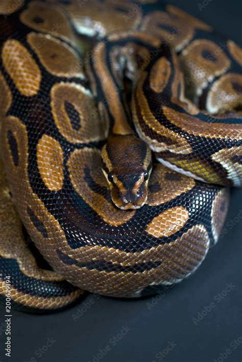 Toradh íomhá ar Dark Python Snake