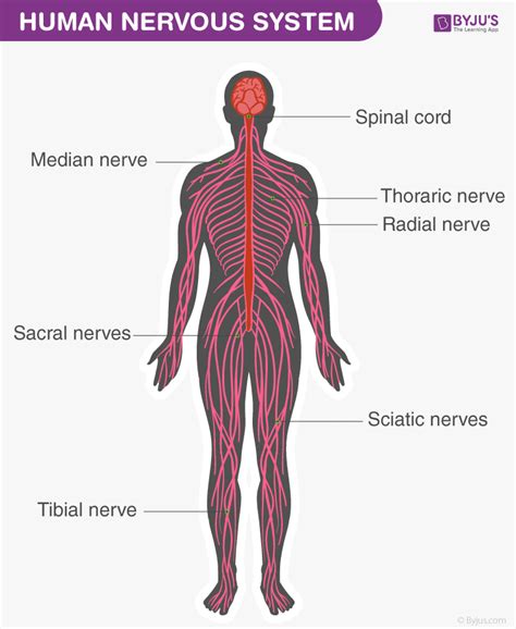 Image result for Peripheral Nervous System Labelled