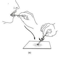 To prepare stained temporary mounts of human cheek cell - Lab Work
