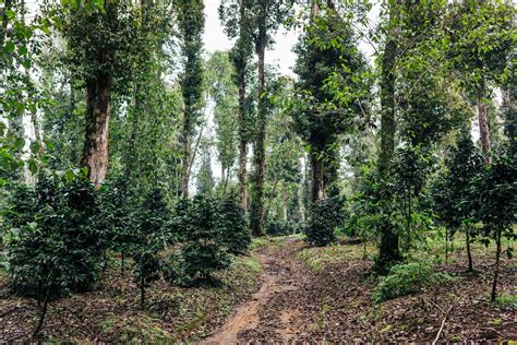 Image result for Java Colonial Coffee Tree-Planting Map1835