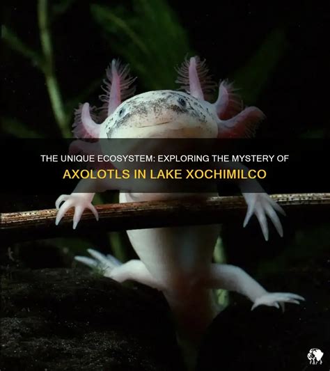 Axolotl Lake に対する画像結果