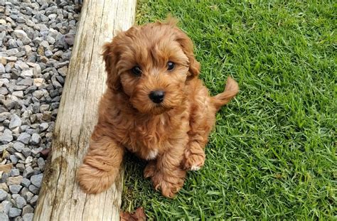 Cavapoo Puppies Breeders に対する画像結果