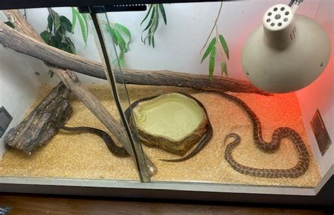 Image result for Stimson Python Habitat