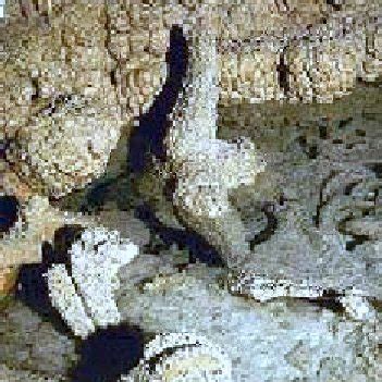 Afbeeldingsresultaten voor Sloth Dung