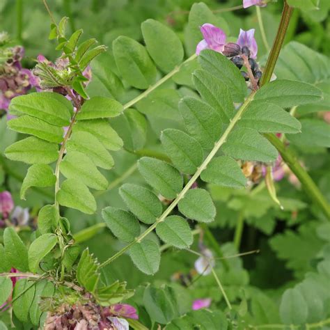 Toradh íomhá ar Popplio Wicke