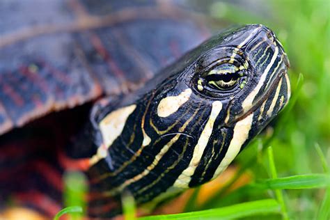 Image result for Bumpy Painted Turtle Shell