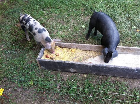How to Make Pig Trough に対する画像結果