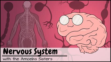 Image result for Nervous System Structure and Function