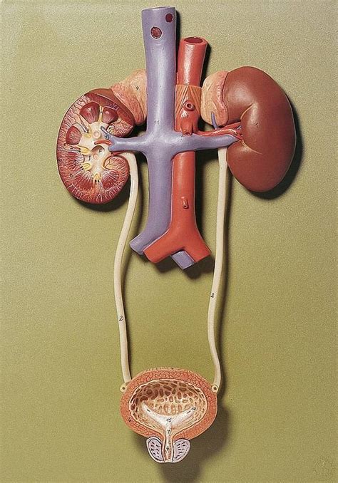 Male Urinary System Anatomy Model に対する画像結果
