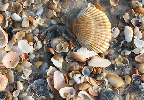 Toradh íomhá ar Large Sea Shells