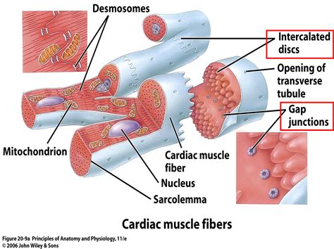 Image result for Cardiac Muscle Cell Structure