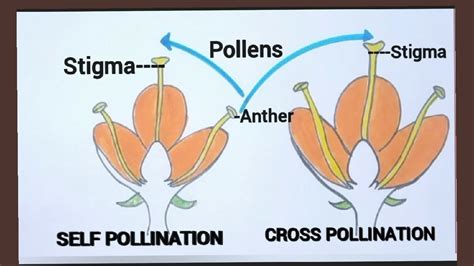 Toradh íomhá ar Pollination Diagram Class 7