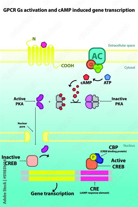 GPCR Pathway に対する画像結果