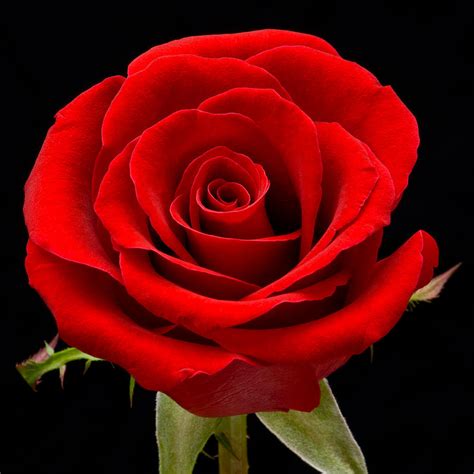 Red Rose Photograph by Dawn Black - Fine Art America
