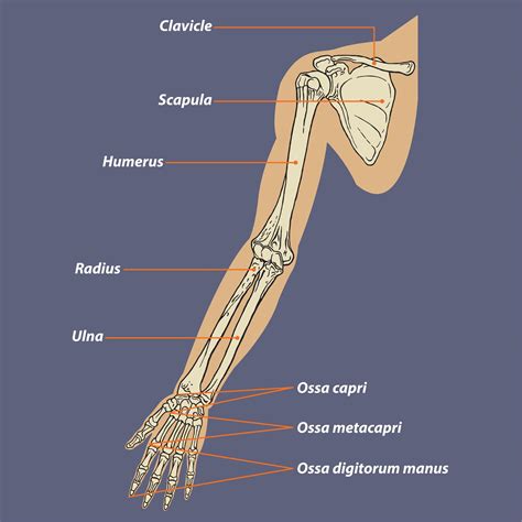 Image result for Simple Arm Model