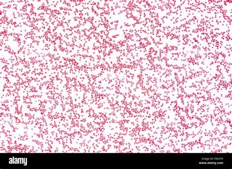 Image result for Blood Fluid Matrix Microscope