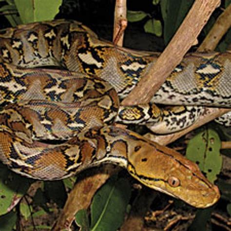 Do Burmese Pythons Have Predators? - ReptileStartUp.com