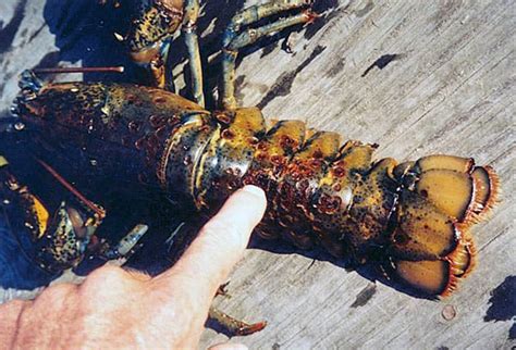 Lobster Shell Rot కోసం చిత్ర ఫలితం
