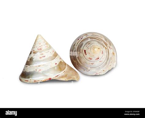 Image result for Sea Shell Shape