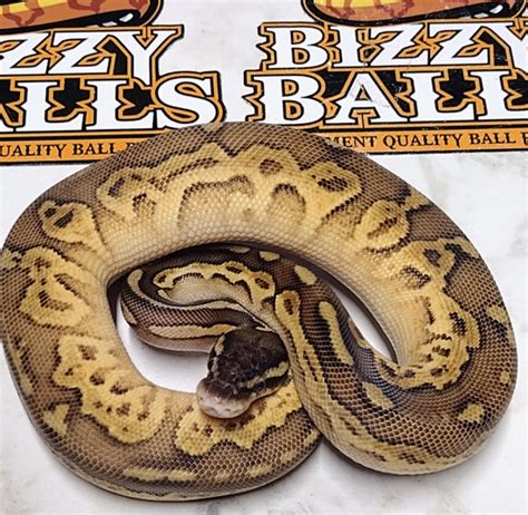 Bongo Black Pastel Lesser Ball Python に対する画像結果
