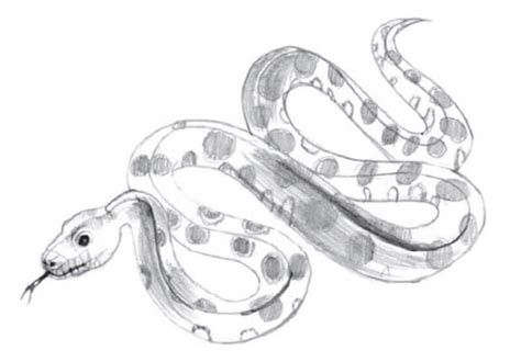 Image result for Drawing of Python Side View