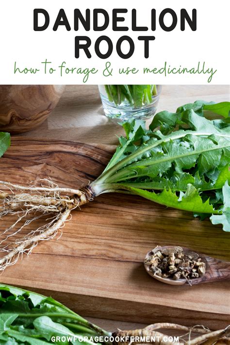 Image result for How to Process Dandelion Root