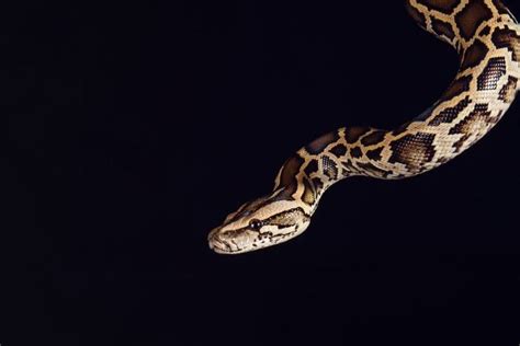 Image result for What Is the Meaning of Python