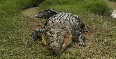 Image result for Biggest Crocodile in the Wild