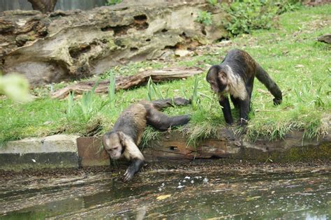 Image result for Chester Zoo Python