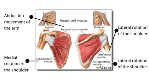 Internal Rotation of the Shoulder Muscles に対する画像結果