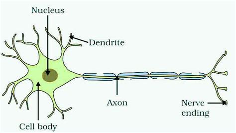 Image result for Neuron Structure CBSE 10 Class