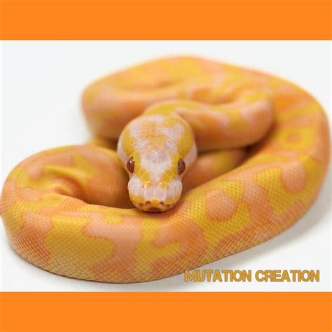 Image result for Albino Enchi Ball Python