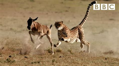 Image result for Predation Examples for Kids