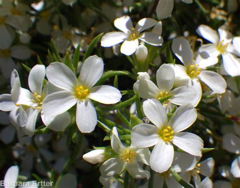 Image result for Lytta Nuttallii