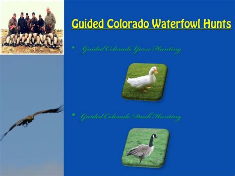 Image result for Colorado Avalanche Duck Hunting