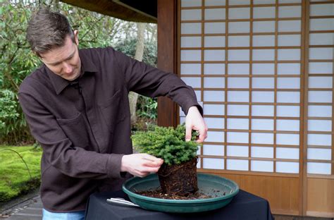 Image result for How to Make Bonsai Trees