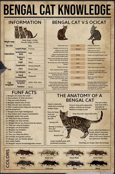 Different Types of Cats に対する画像結果