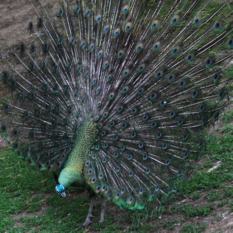 Image result for Java Peacock