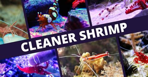 Image result for Clean Shrimp