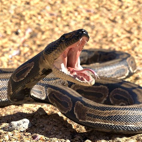 Gray Python Snake に対する画像結果