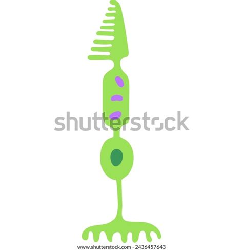 Image result for Female Cone Diagram