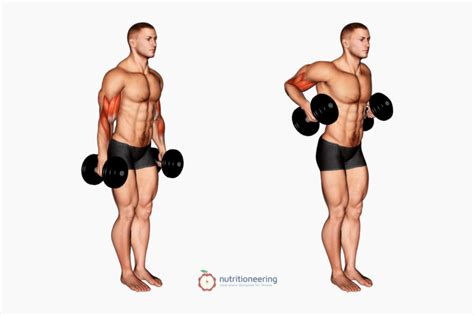 Image result for Bicep Peak Workout