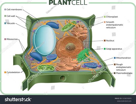 Basic Plant Cell Structure に対する画像結果