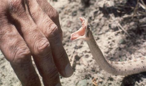 When Snakes Attack Humans に対する画像結果